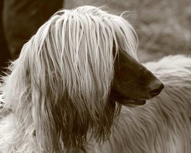 Afghan Hound dog