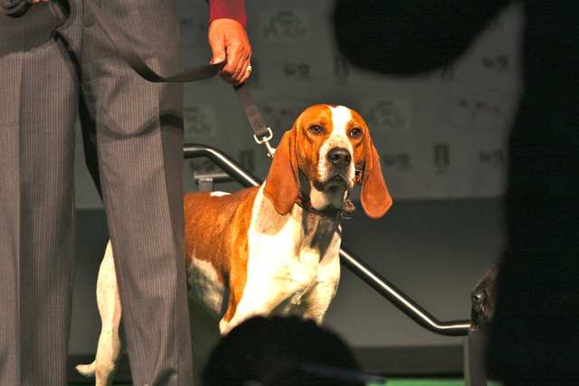 American English Coonhound dog