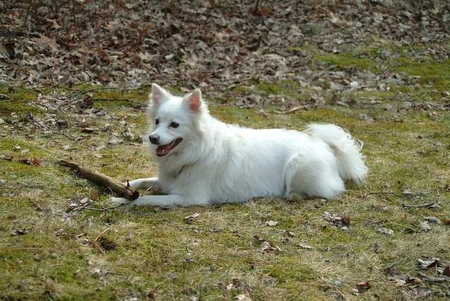 American Eskimo Dog dog