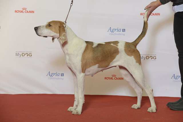 American Foxhound dog