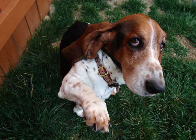 Basset Hound dog