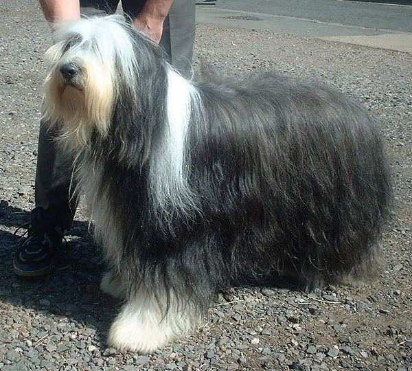 Bearded Collie dog