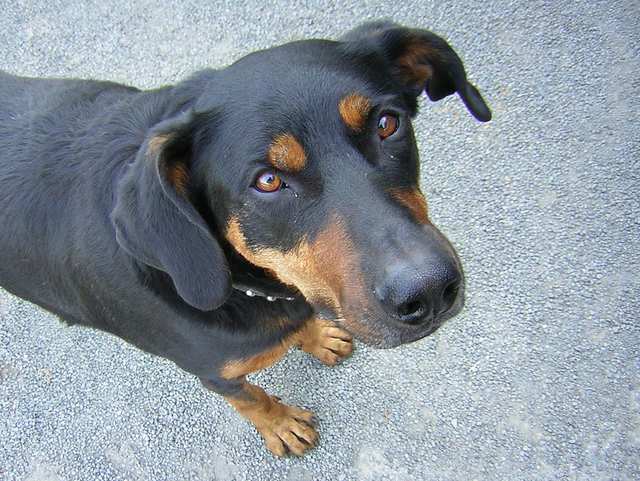 Beauceron dog