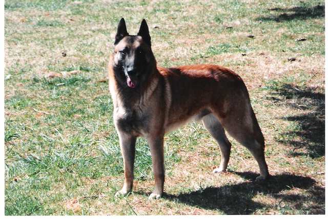 Belgian Malinois dog