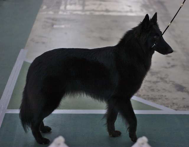 Belgian Sheepdog dog