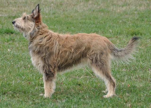 Berger Picard dog