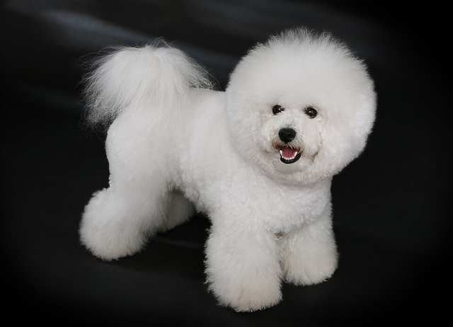 Bichon Frise dog