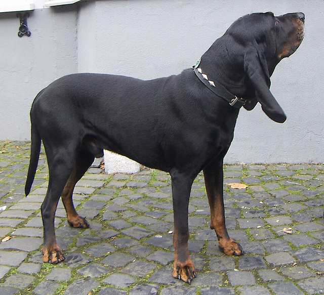 Black and Tan Coonhound dog