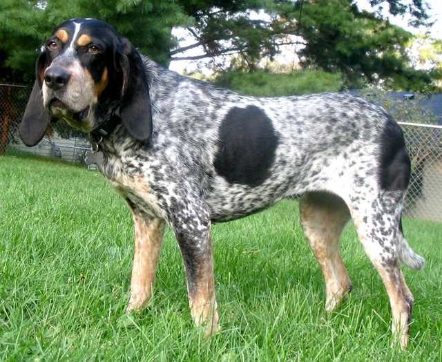 Bluetick Coonhound dog