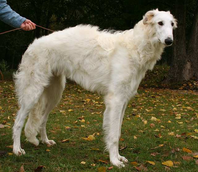 Borzoi dog