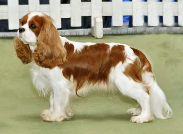 Cavalier King Charles Spaniel dog