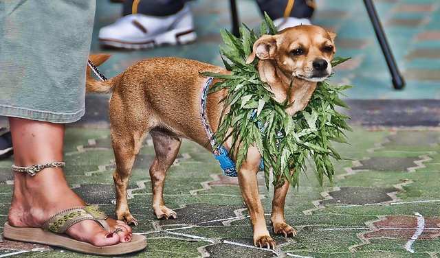 Chihuahua dog