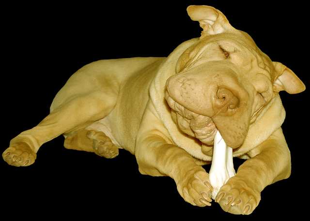 Chinese Shar-Pei dog