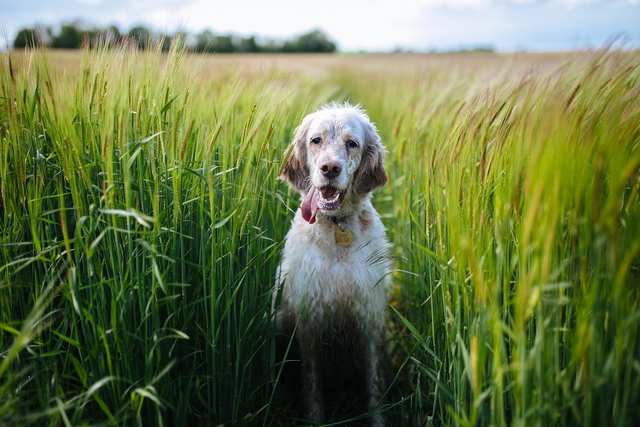 English Setter dog