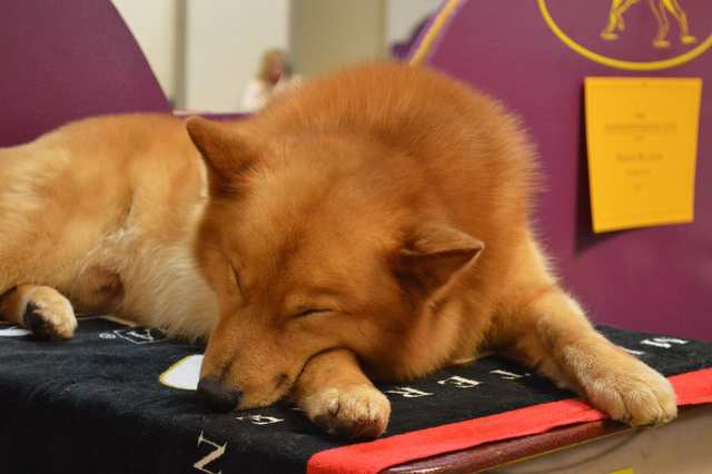 Finnish Spitz dog