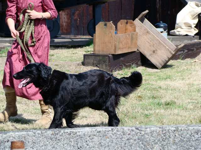 Flat-Coated Retriever dog