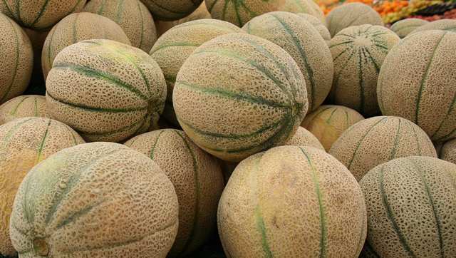 Cantaloupe