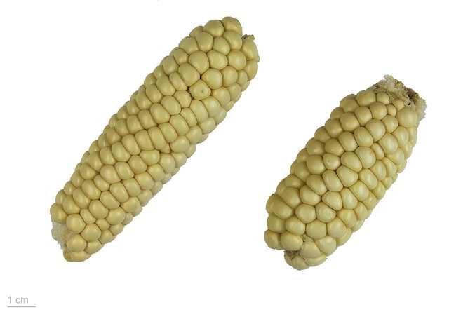 Corn