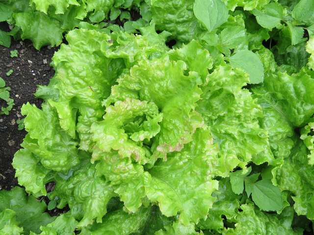 Lettuce