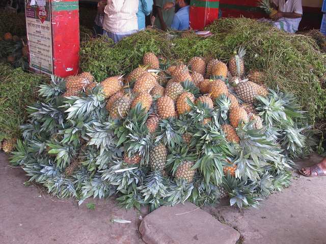 Pineapple