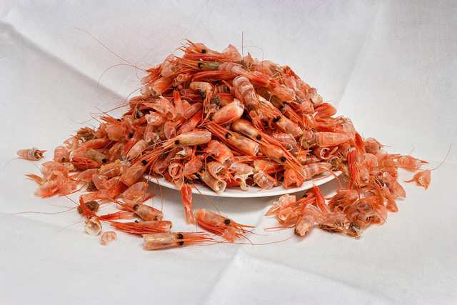 Shrimp