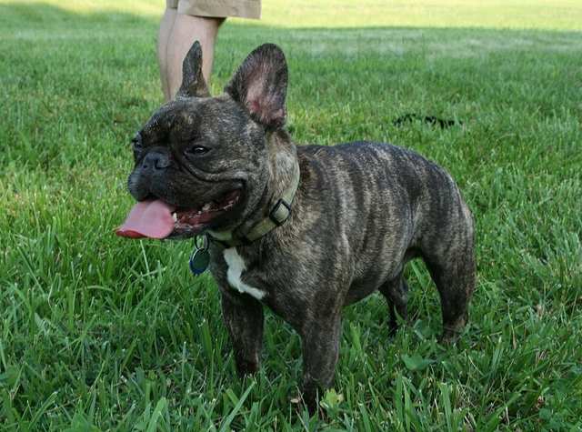 French Bulldog dog