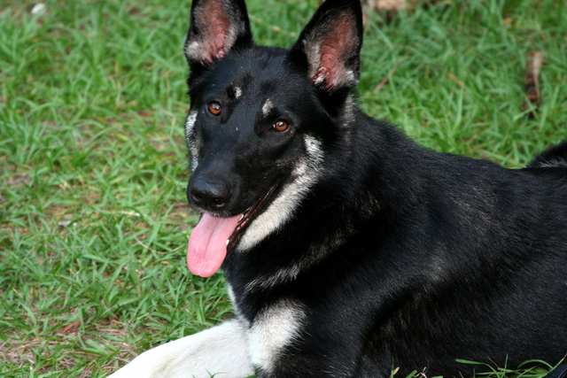 German Shepherd Dog dog