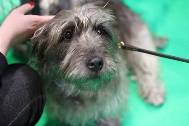 Glen of Imaal Terrier dog