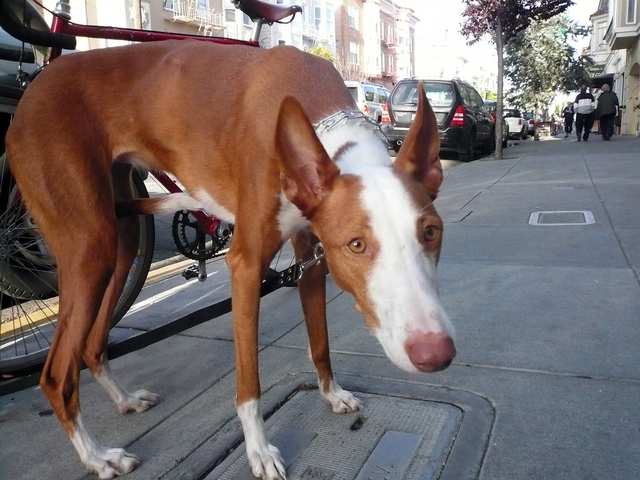Ibizan Hound dog