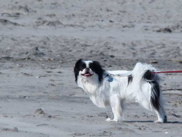 Japanese Chin dog