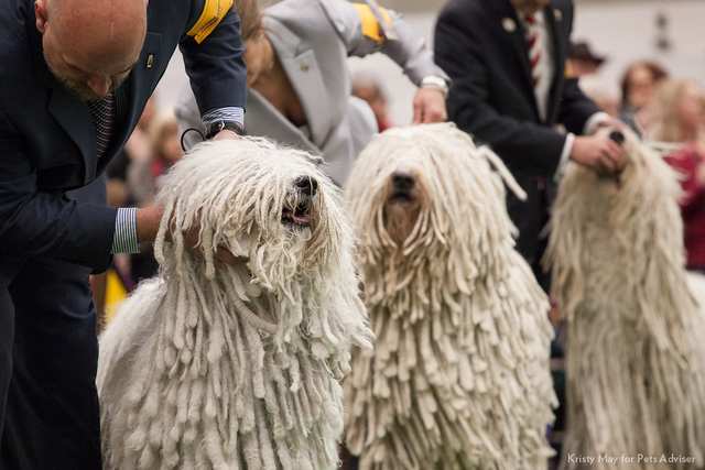 Komondor dog