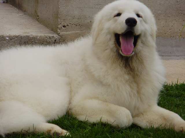 Kuvasz dog