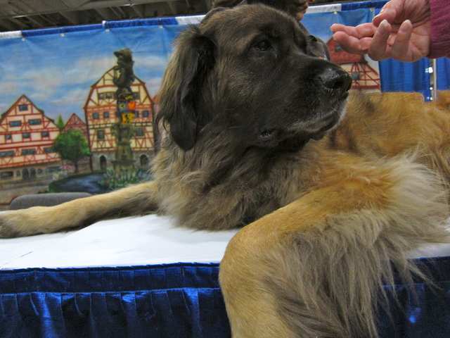 Leonberger dog