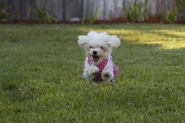 Maltese dog