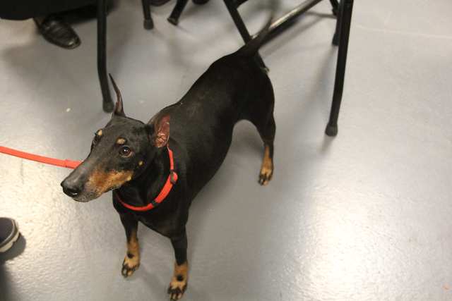 Manchester Terrier dog