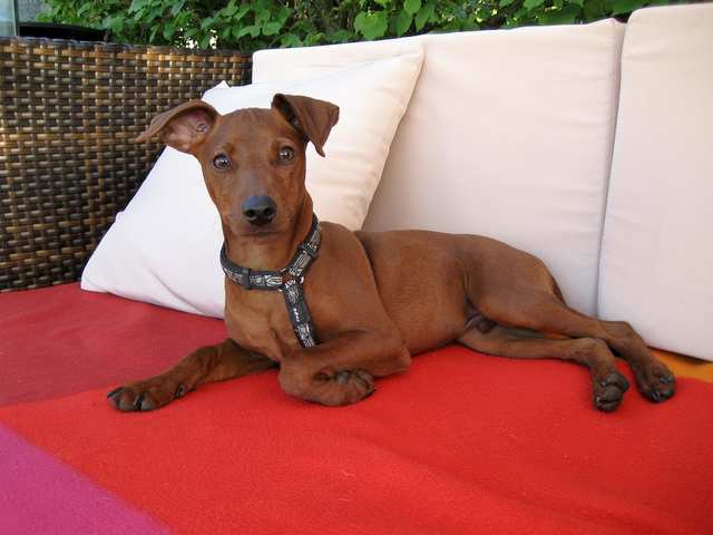 Miniature Pinscher dog
