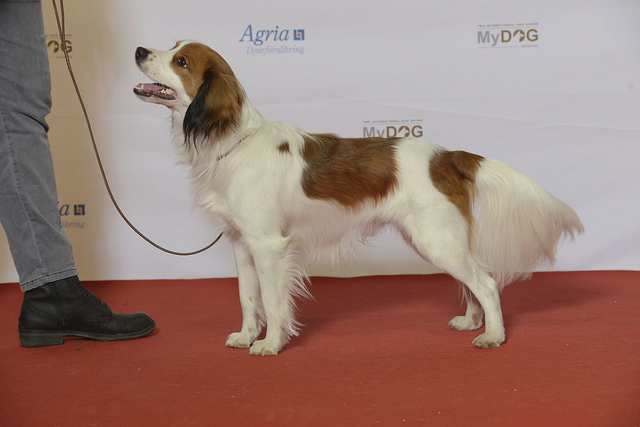 Nederlandse Kooikerhondje dog