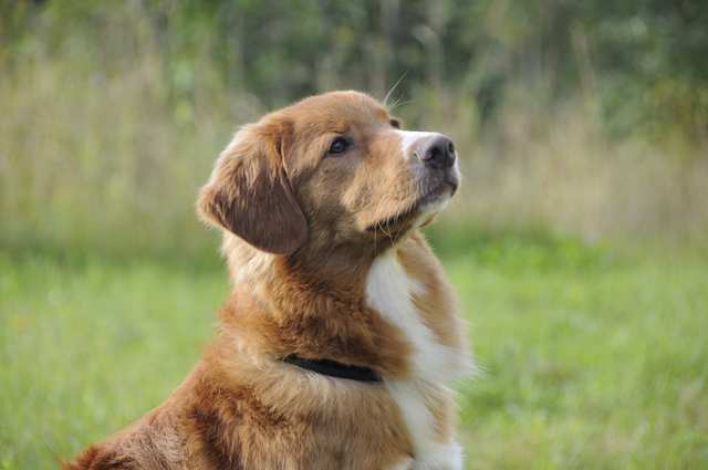 Nova Scotia Duck Tolling Retriever dog