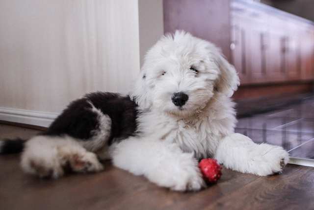 Old English Sheepdog dog