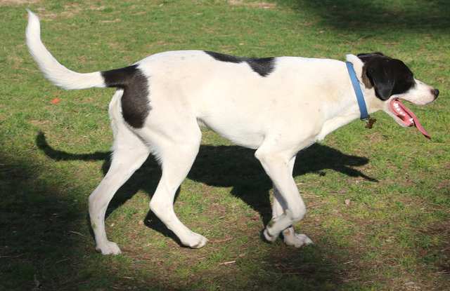 Pointer dog