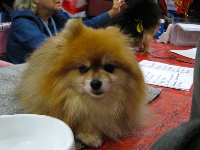 Pomeranian dog