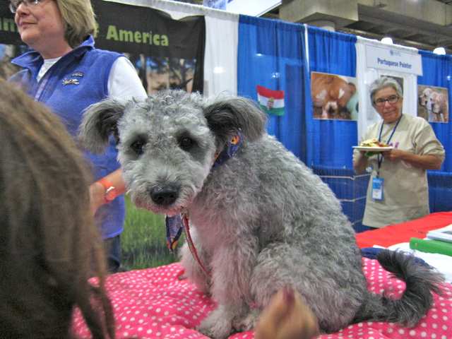 Pumi dog