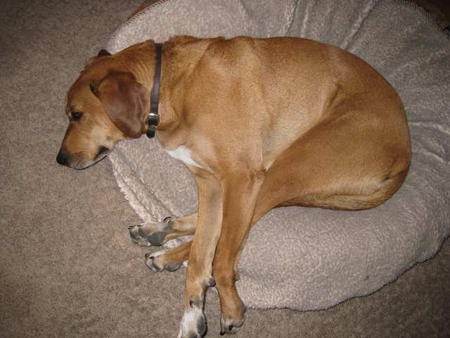 Redbone Coonhound dog
