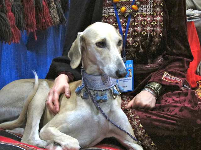 Saluki dog