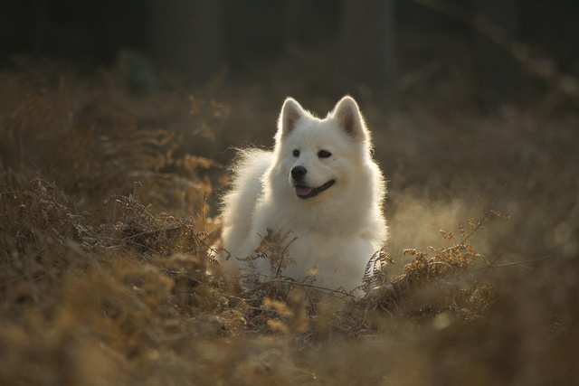 Samoyed dog