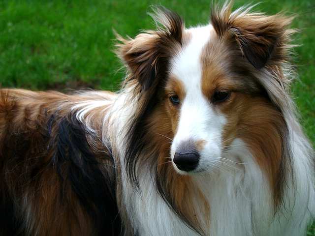 Shetland Sheepdog dog