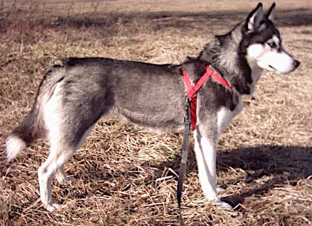 Siberian Husky dog