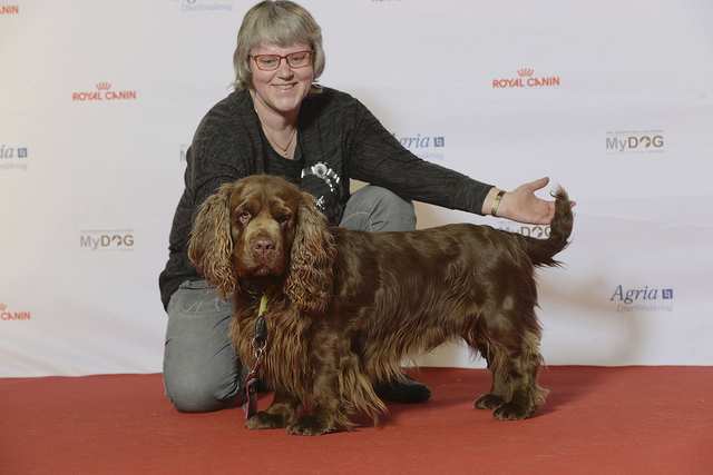 Sussex Spaniel dog