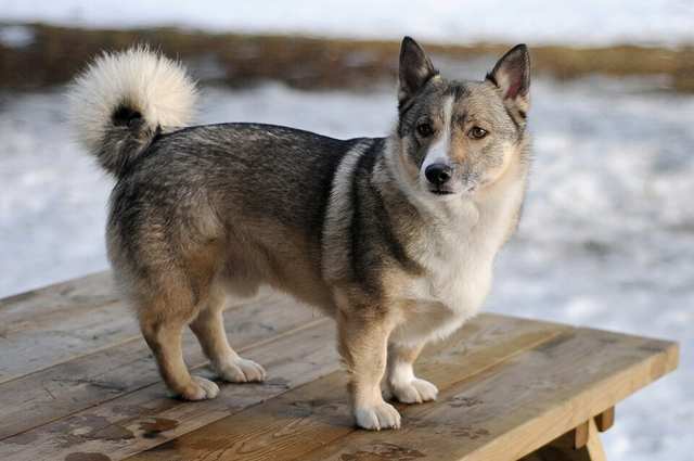 Swedish Vallhund dog