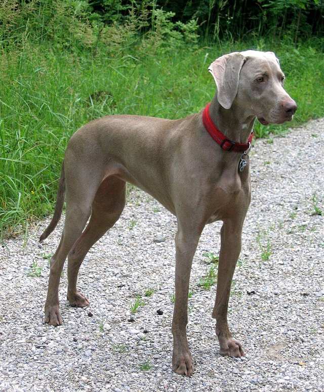 Weimaraner dog